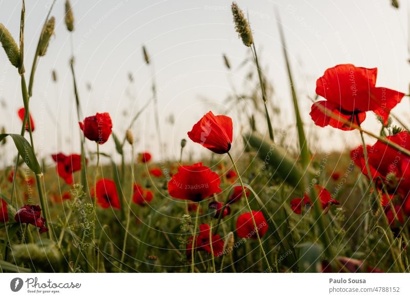 Poppy field Poppy blossom poppies Environment Red Summer Nature Plant Field Meadow Exterior shot Landscape flowers Corn poppy Deserted Colour photo red poppy