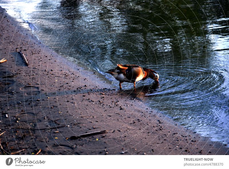 999 - I drink a glass of goose wine all by myself and the Mandarin duck is thirsty and drinks from the river. Duck Water River Lake Summer evening Thirst