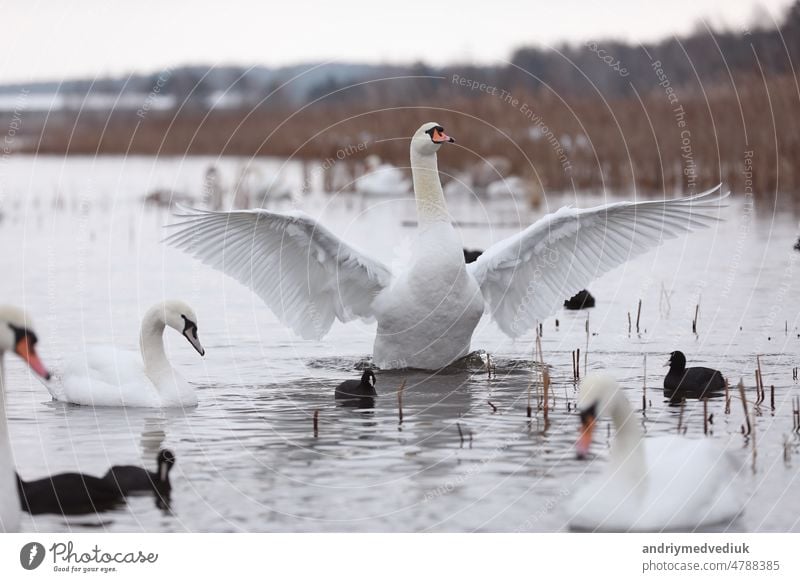 Flock swans swims in the pond. Wintering of wild birds in the city. Survival of birds, nature care, ecology environment concept, fauna ecosystem flock wintering