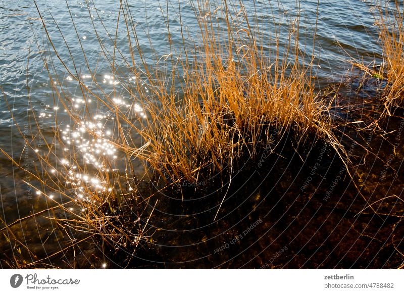 Glitter on the water surface Evening Twilight Relaxation awakening holidays spring Spring spring awakening Deserted Nature Plant tranquillity Holiday season