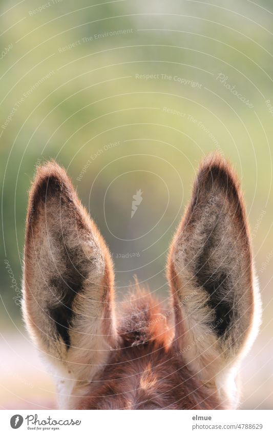 two ears from a donkey / donkey ears Donkey House donkey Ear Dog-ear symbolism Dog-eared Bend Grey Bull bent corner Electronic wiretapping Cuss word Bookmark