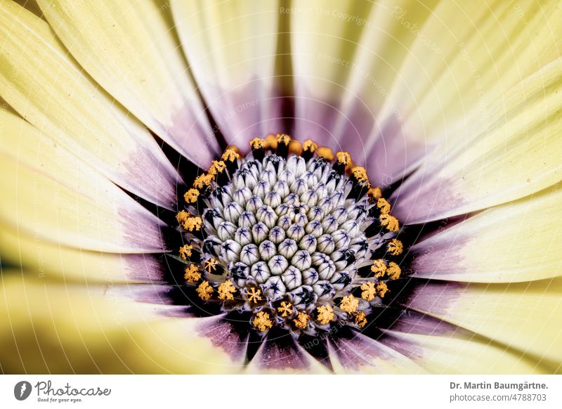 Cultivated form of Osteospermum ecklonis, Bornholm magerite from South Africa Bornholm Magerite Plant Flower variety cultivated breed Garden form selection