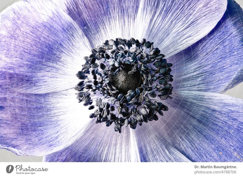 Crown anemone, Anenone coronaria, blue variety; high key photo Crowned anemone Garden form selection Blossom blossom Flower Blue cut flower Ornamental flower