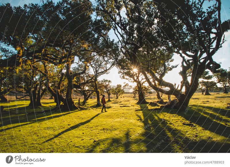 Traveler walk around trees. Most famous tourist destination Fanal on the island of Madeira, Portugal. Twisted old trees on a plateau in the Porto Moniz area. Discovering European nature