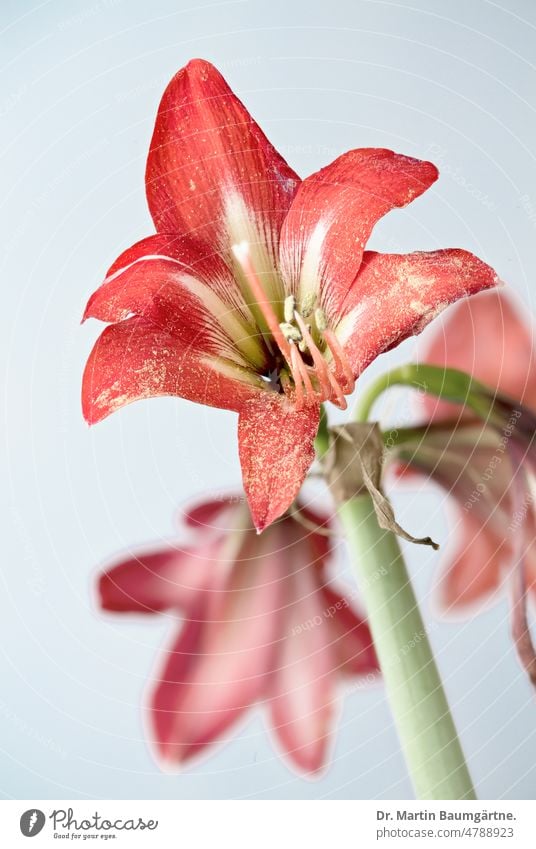 Hippeastrum hybrid - delphinium, "Amaryllis", high-key shot from South America Blossom blossoms bulb flower Geophyte High-key High Key Photo Deserted