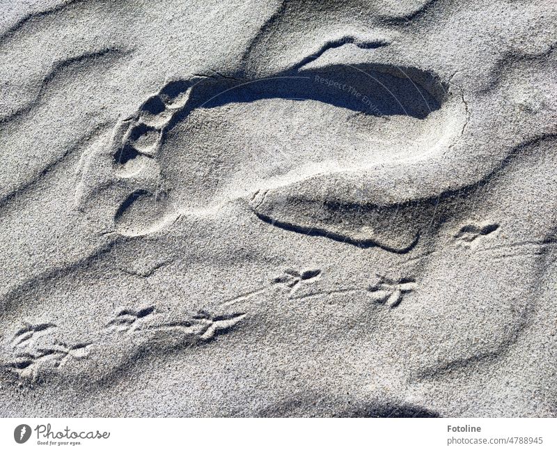 Size comparison: one footprint size 41 against 5 footprints of... no idea from which bird these tracks are. Feet Footprint Tracks trace Sand Beach Gray Barefoot