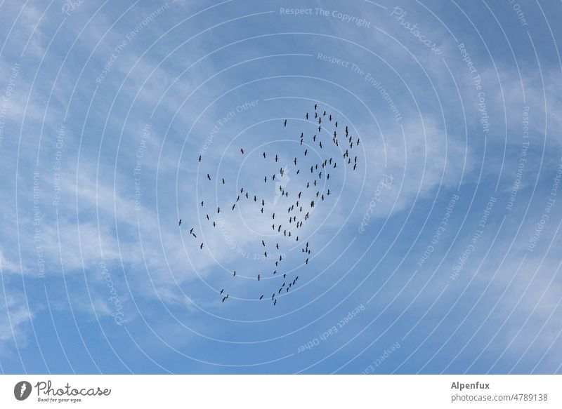 my crush Flock Bird Sky Flying swarm behaviour swarm intelligence Flock of birds Freedom Nature Group of animals Wild animal Flight of the birds Migratory bird