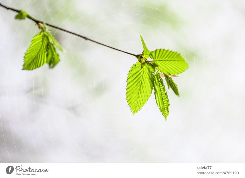 young beech leaves shine in fresh spring green Spring Leaf Twigs and branches Bright green youthful Fresh New Forest Green Nature Plant Tree Copper beech