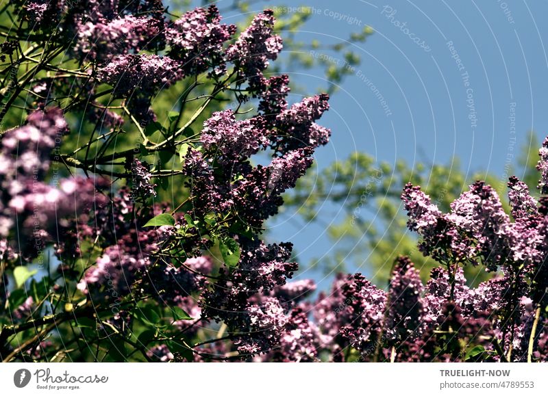 Blossoms intoxication in May / Lilac scents pass by / Sky free of clouds lilac blossoms blossoming Violet May time Sky blue shrub Garden Nature clear Spring