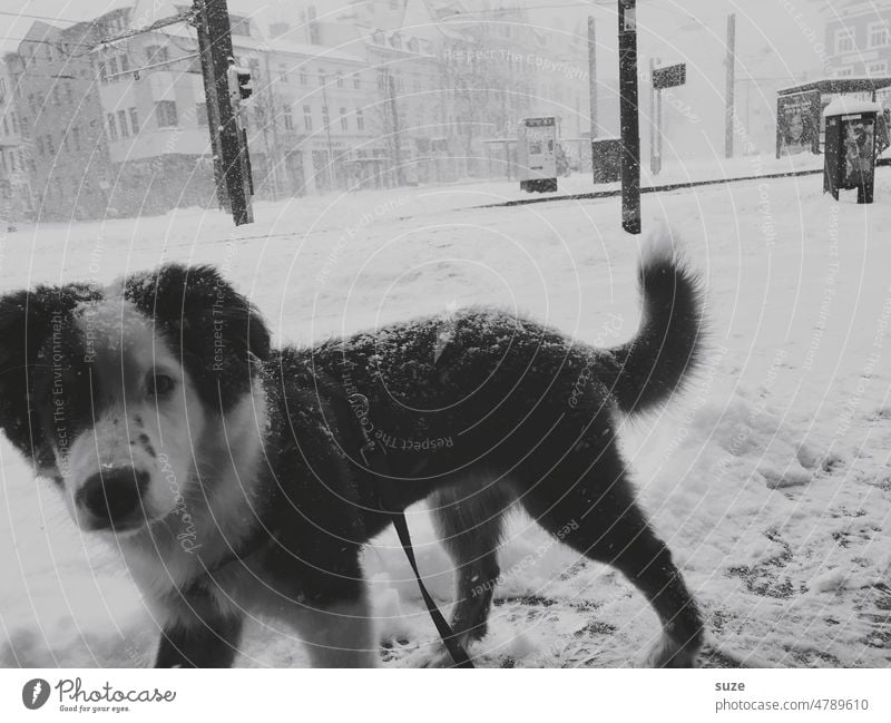 *4,500* The first snow Dog Puppy Pet Animal Cute Purebred Small youthful Australian Shepherd Snow Winter Winter mood Town Downtown Exterior shot Looking Cold