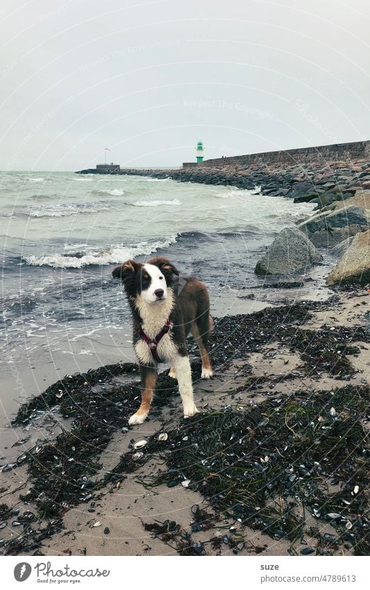 Coastal Child Dog Pet Australian Shepherd Love of animals Exterior shot 1 Animal portrait Day Cute Colour photo Baltic Sea Maritime coast Beach rainy Wet