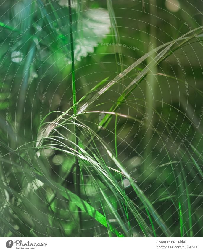 Grass on green meadow in different shades of green with light incidence Meadow grasses Nature Summer Plant Green Spring Environment Field naturally Sunlight