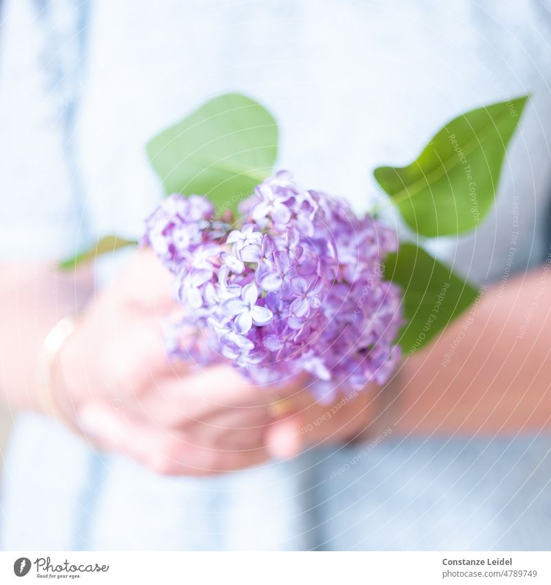 Woman hands holding lilacs Violet Spring Plant Blossom Fragrance Blossoming Colour photo purple Nature Ostrich Flower pastel shades Garden naturally blurriness