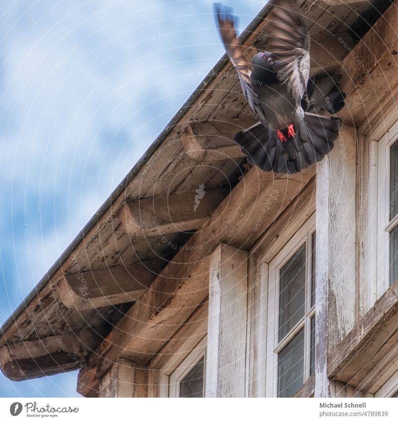 Flying pigeon on an old house Floating flying birds Judder wavering Bird Sky Grand piano flapping Animal Flight of the birds Wild Pigeon Dovecote