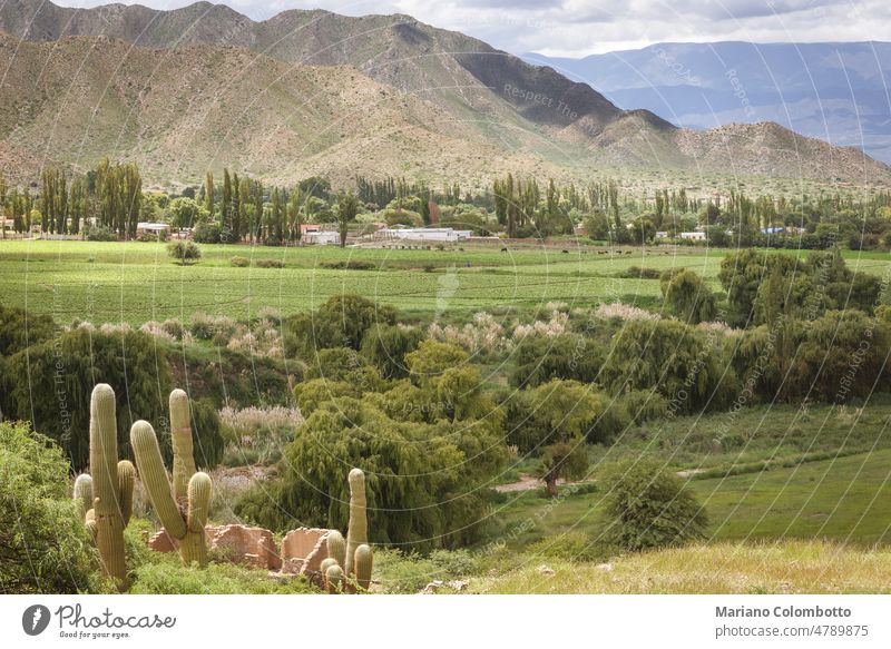 A landscape view of a rural scene, surrounded by mountains during a cloudy day field trees green clouds cactus nature outdoor scenery scenic countryside grass