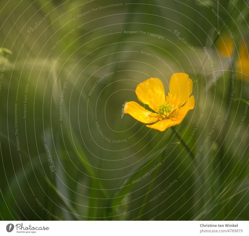 A yellow buttercup in the green grass Buttercup (Ranunculus) Crowfoot plants Meadow flower Spring flower pretty Small Childhood Memories little flowers Blossom