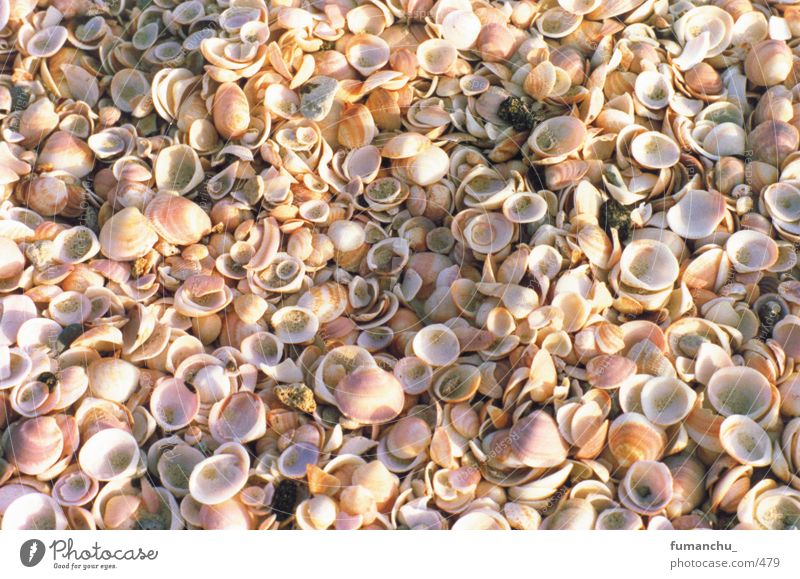 seashells Mussel Beach