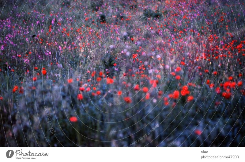 poppy field Meadow Flower Poppy Blossom Red Plant Movement