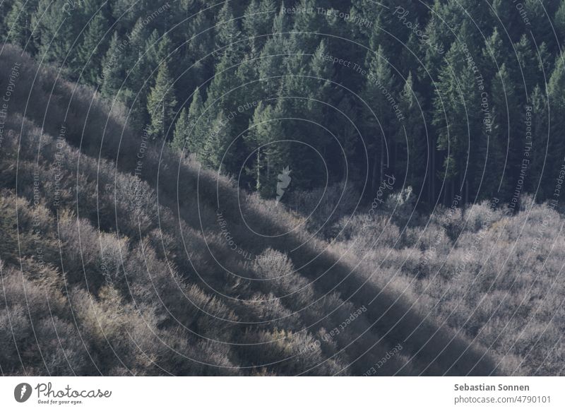 Spruce forest and bare trees in early spring on a mountain slope in bright sunlight Landscape Nature Hill Forest travel view Treetop Green Environment Outdoors