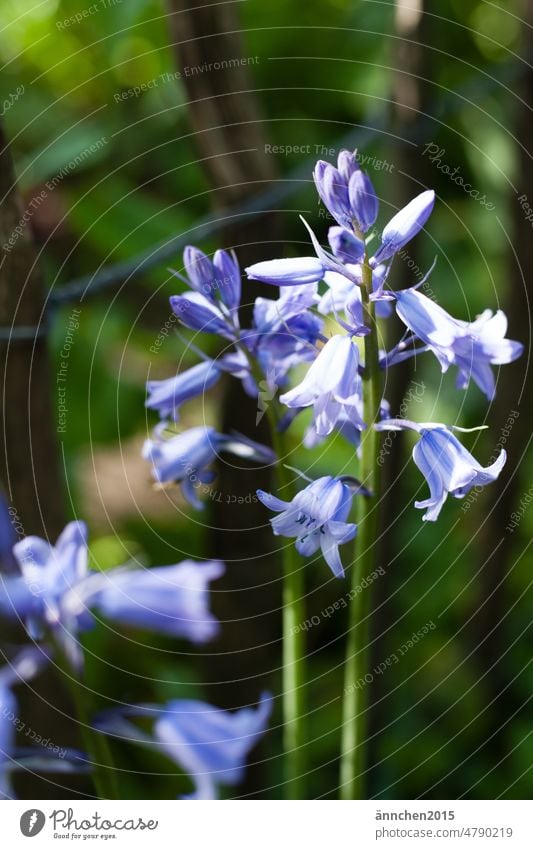 two bluebells in a garden flowers Spring Green venomously Summer wax Blossom Blossoming Nature Meadow Colour photo Flower Plant Flower meadow Garden Environment