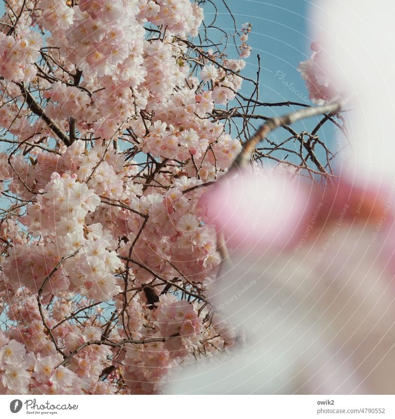 Hot-blooded tree blossom Sunlight Fruit trees Blossom leave Branched Expectation Blossoming Longing blossoms Twig Plant Colour photo Blue sky Lush Grown Air