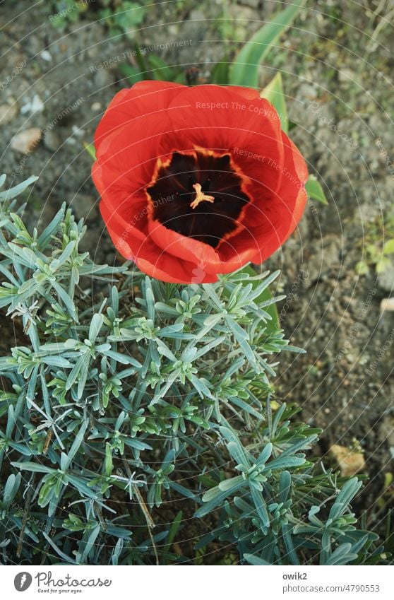 yawn Tulip Tulip blossom Flowering plant Wild plant Spring flowering plant heralds of spring flora Fragrance Delicate Spring fever Deserted Fresh naturally