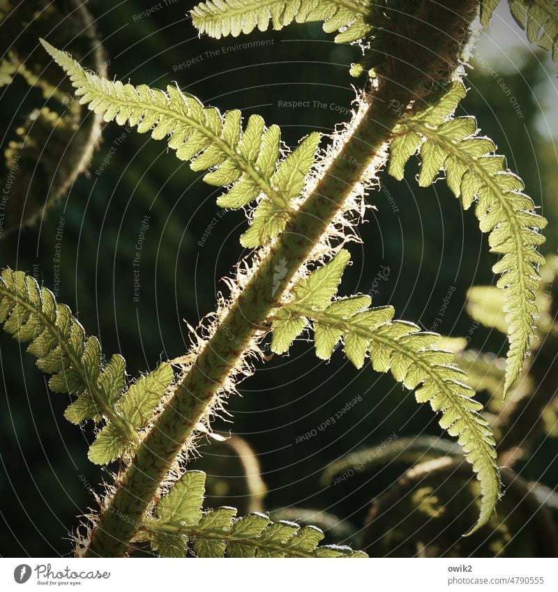 Shave again Fern Foliage plant Growth Green Peaceful Calm Idyll Bushes Plant Structures and shapes Colour photo Long shot Change Detail Leaf Wild plant Light