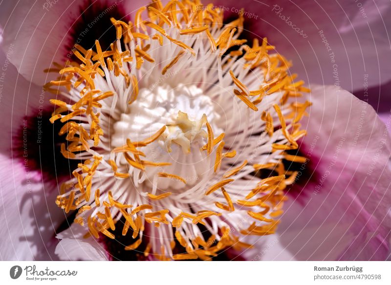 Close up of a flower Blossom Pistil Close-up Detail Pollen pink White purple Yellow blossom Spring Flower Nature Shallow depth of field Plant