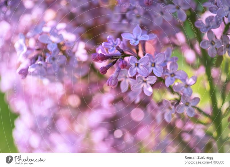 Fragrant lilac flowers in the soft morning light Syringa vulgar syringa vulgaris lilac blossom Blossom blossoms Spring May Lilac bush Emotions Mother's Day