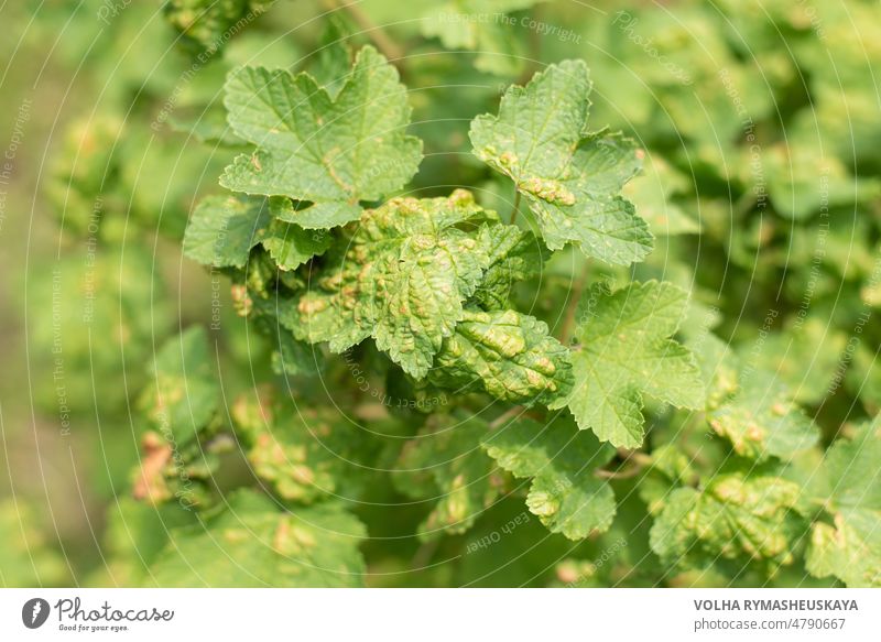 Damaged leaves of currant gall aphid on the bush in summer leaf sick affected bubble insect agricultural agriculture closeup plant gall aphids spot dark red