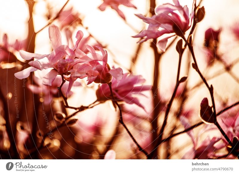 magnolia spell Pink petals Blossom leave Garden pretty Twilight Back-light Sunset Nature Flower blossom Fragrance Summery Delicate Ease Deserted Colour photo