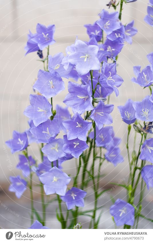 Lilac leaved bellflower (campanula persicifolia) bloom close up beauty blue nature blossom closeup garden plant violet bright floral green macro purple