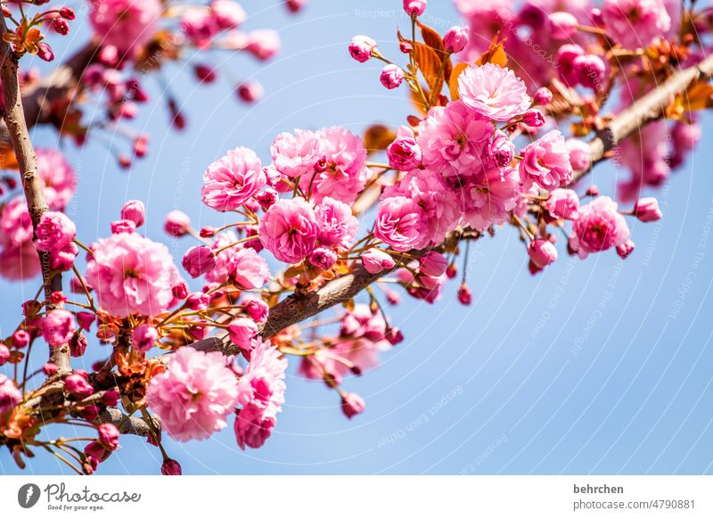 every blossom has its own magic pink Tree Plant Summery Fragrance Sunlight beautifully Warmth Colour photo Blossom Spring Deserted Flower Ease trees