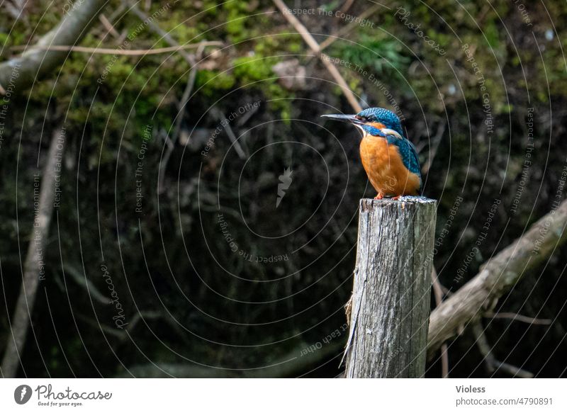 Kingfisher, everything in full view kingfisher Alcedo atthis Diamond hide Blue Orange Sitting Waits