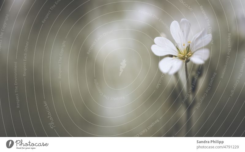 small white flower against bright blurred background Spring Blossom wise Close-up White Detail Nature Blossoming Exterior shot Garden Shallow depth of field