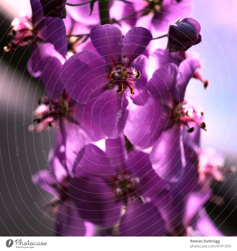 Close up of a flower Blossom Blossom leave Pistil Flower Close-up Detail Pollen Violet pink purple Yellow blossom Spring Nature Shallow depth of field Plant