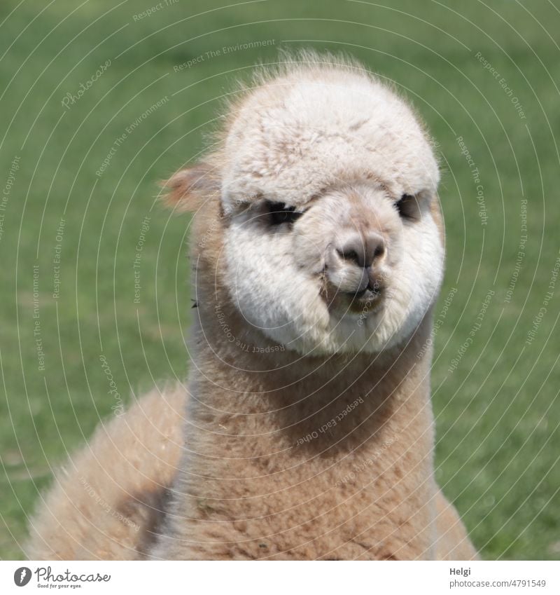 curious alpaca with ears laid back | UT spring country air Animal Alpaca Animal portrait Farm animal 1 Looking into the camera Cute Exterior shot Animal face