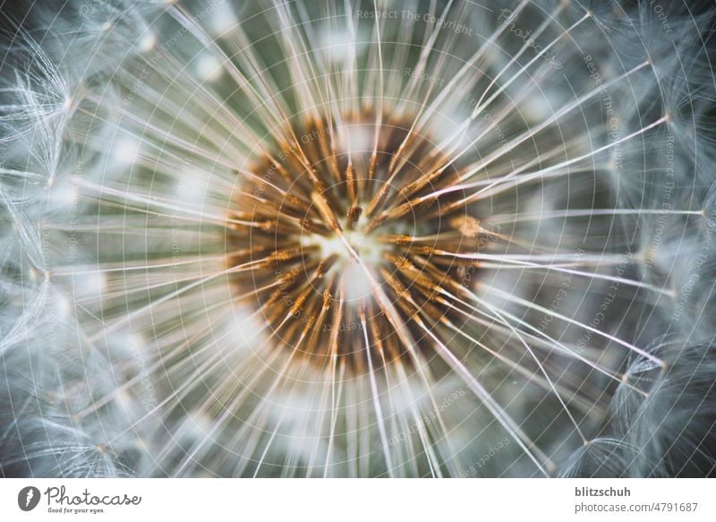 Dandelion "Safflower Flower Summer flowers macro Macro (Extreme close-up) Close-up Flower photos Flower photography Flowery pattern shape naturally Plant Sámen