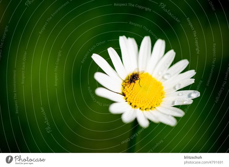 daisy and the fly Flower Nature Spring Meadow Green Plant Summer Environment Garden Blossoming Spring fever naturally Close-up macro Macro (Extreme close-up)