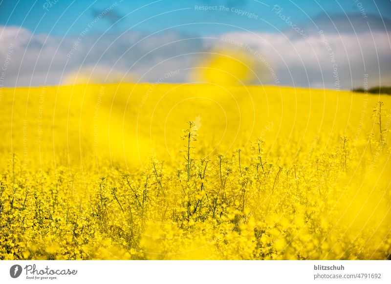 rape field Spring Blossom Agriculture Landscape Yellow Plant Canola Farm come into bloom Cooking oil sunny Season Green Nature Canola field Oilseed rape oil