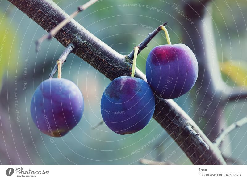 Ripe plums on plum tree branch in the autumn garden closeup single one copy space plant fruit food organic nature season ripe green harvest blue purple growing