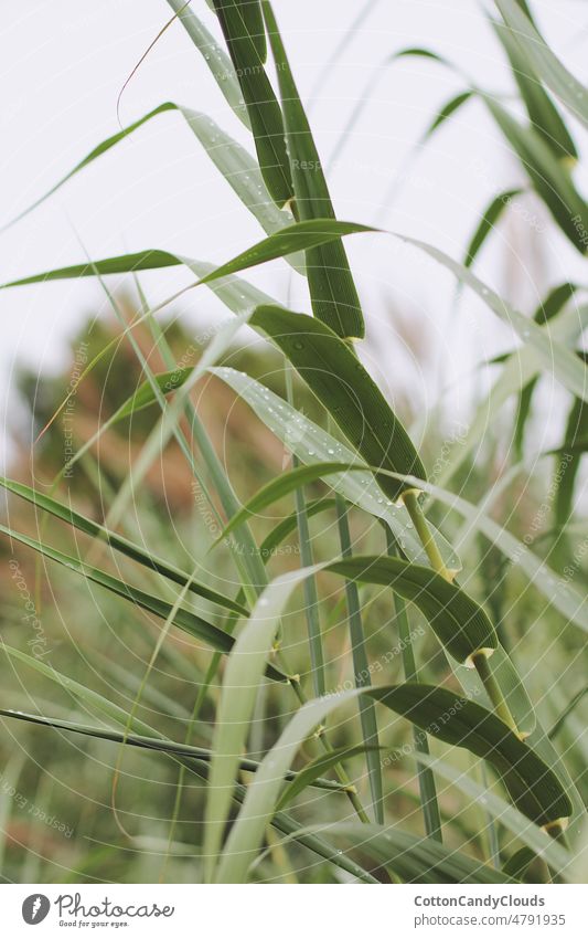 Bamboo leaves with water drops plant leaf nature bamboo white branch grass garden growth flower flora food stem spring agriculture fresh closeup close-up twig