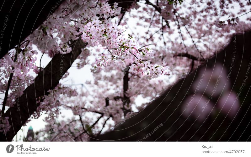 View of the tree crown with small pink flowers in spring romantic Tree Treetop Blossom Blossom leave Pink sweet Spring spring flowers Nature Plant Flower Garden