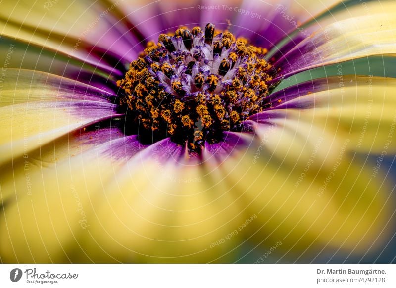 Cultivated form of Osteospermum ecklonis, Bornholm magerite from South Africa Bornholm Magerite Plant Flower variety cultivated breed Garden form selection