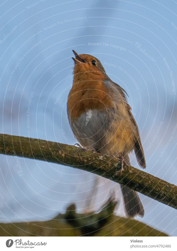 Robin still singing :-) Bird Robin redbreast Animal Nature Colour photo Close-up hum Song Full-length Animal portrait Communicate Illuminate Happiness Chirping