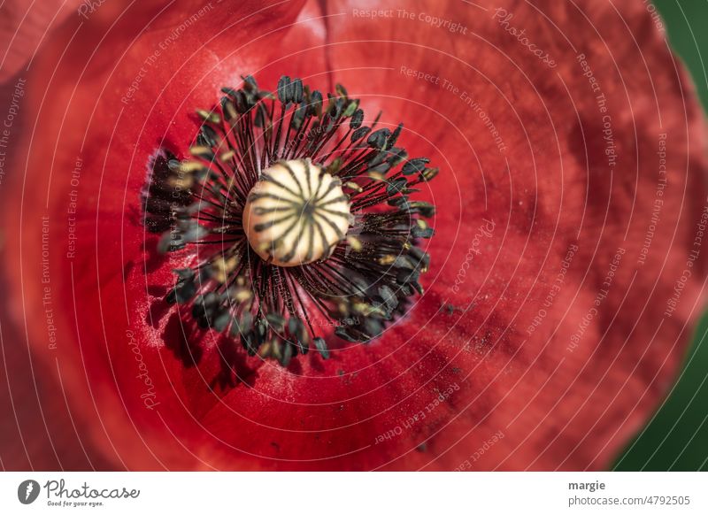 Poppy blossom with pollen and pollen Flower Blossom Corn poppy Exterior shot Nature Colour photo red poppy Deserted Summer Red Detail Macro (Extreme close-up)