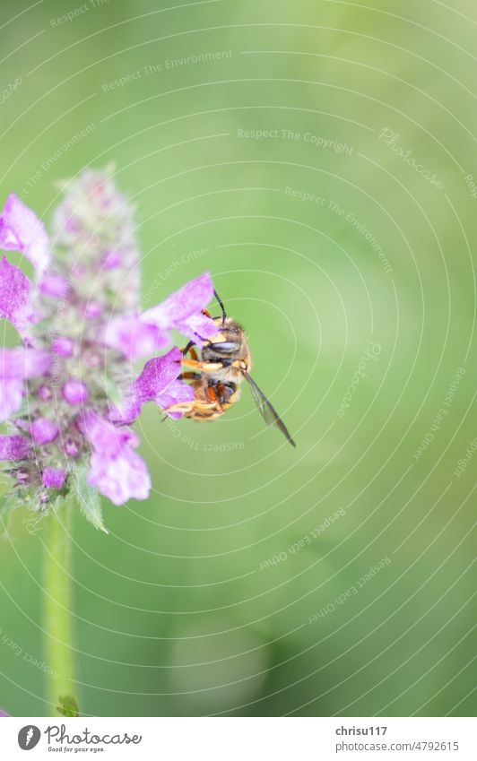 Garden woolly bee on a ciestus Insect Close-up Summer Nature Animal Plant Blossom Flower Exterior shot Bee Wild animal Colour photo Nectar Animal portrait