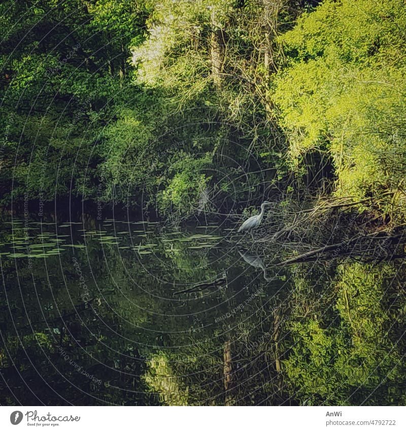 Grey heron waiting for prey on green pond bank Shore of a pond lush vegetation reflection Reflection in the water Water Nature Landscape Lakeside Deserted Calm