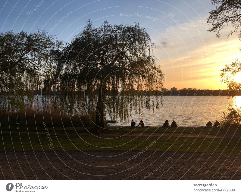 in pairs Alster Hamburg Lake Sunset Moody Evening sun Dusk Water Exterior shot Colour photo Sky Town Nature Silhouette Sunlight Lakeside Calm Reflection