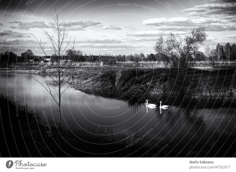 pair of white swans in spring river background clear colored day dry earth earth tones flora grass lake natural nature plant pond reed reeds sky sun light sunny